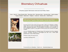 Tablet Screenshot of bloomsburychihuahuas.com